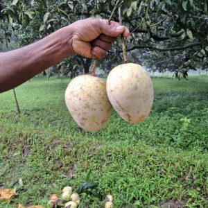 কড়া মিষ্টি গৌড়মতি আম - ৬ কেজি (ডেলিভেরি চার্জ ফ্রি)